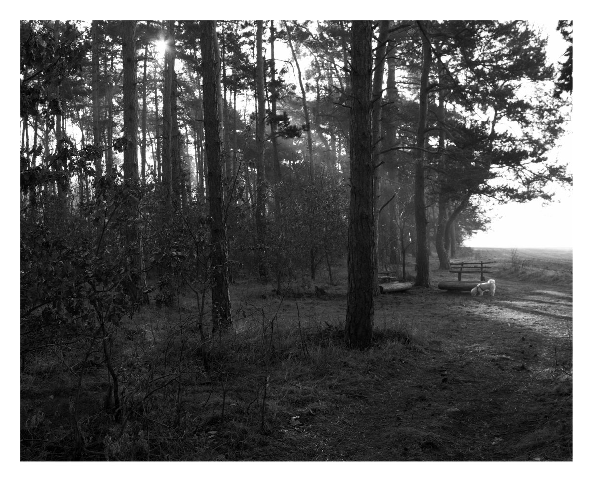 RedkiwiH's tweet photo. Morning walks in Postrizin woods.
Fujifilm XH1
Minolta 28mm f2.8 https://t.co/Z9AzdG1cVy