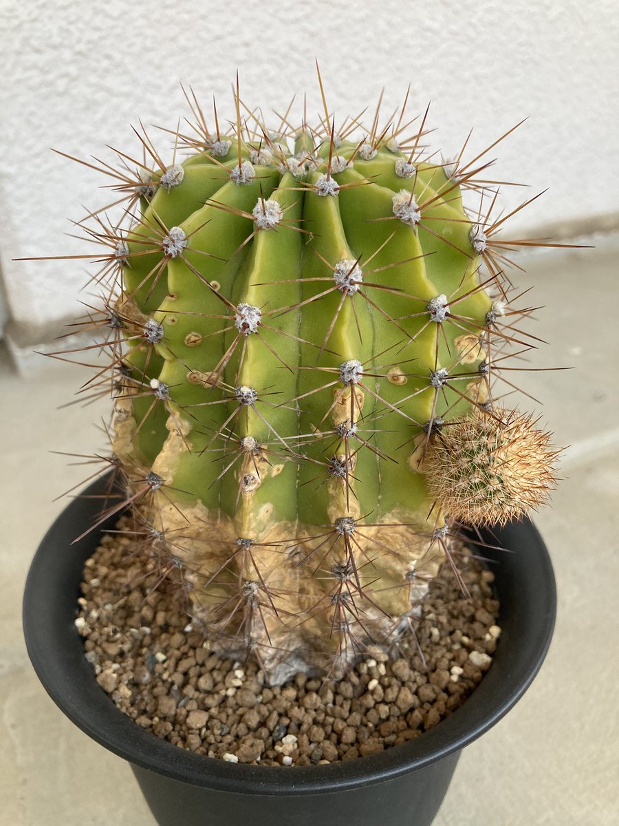 Lophoru's tweet photo. 2025年花盛丸🌵
東京でパパと生きてます🗼💚 https://t.co/XgYfAPWj6n