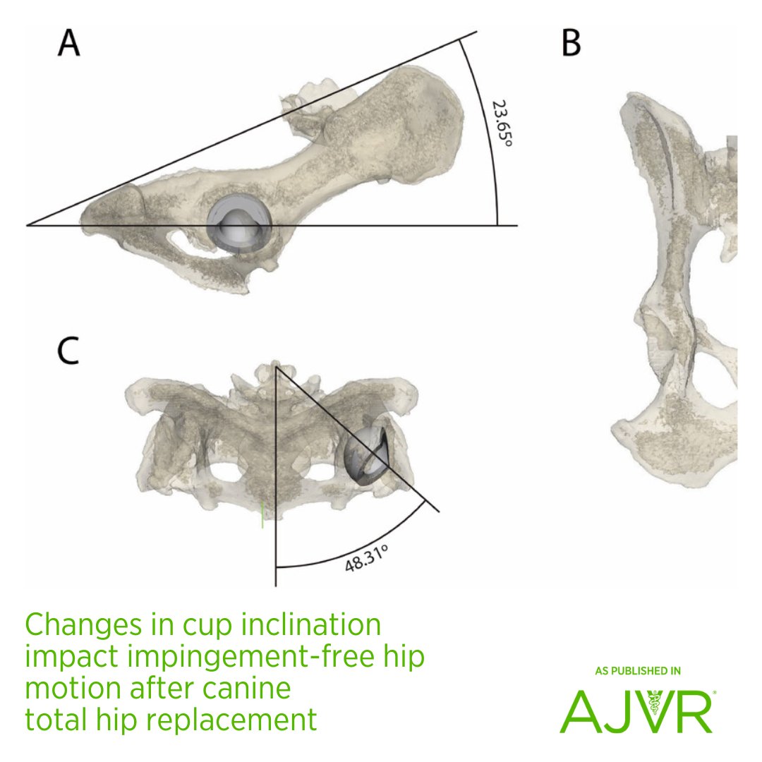 AJVROA's tweet image. Inclination should be controlled during cup insertion to keep the prosthetic neck in the central portion of the cup truncation during abduction. 🐕 Open access article: jav.ma/totalhip @ucdavisvetmed @theacvs #dog #totalhipreplacement #computeraideddesign #impingement