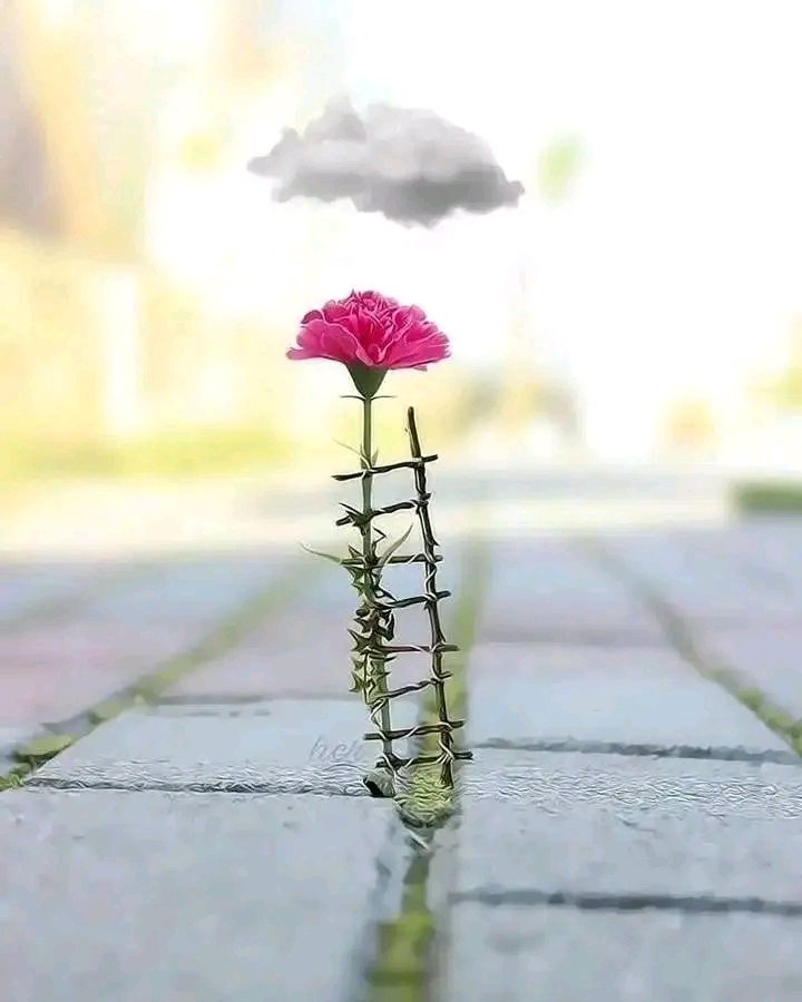 Zindagi के रास्ते कभी सीधे नहीं होते लेकिन,- 
कामियाब होने के लिए सीधा करना पड़ता है..💐