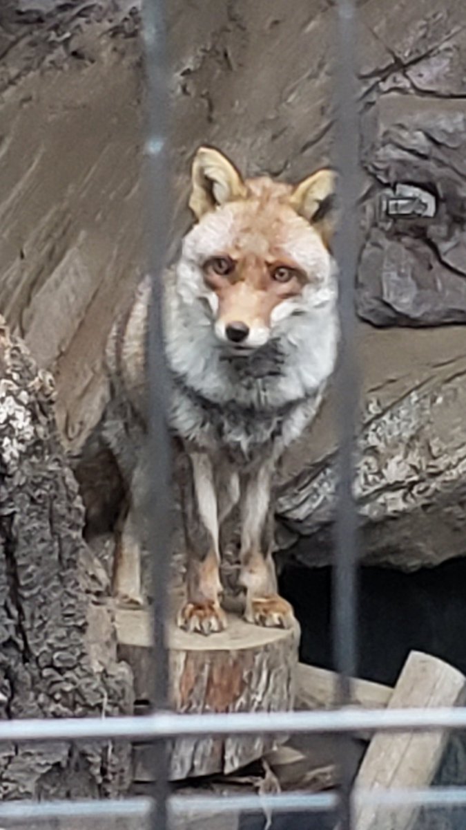 アカギツネさんはかわいいんです🦊 