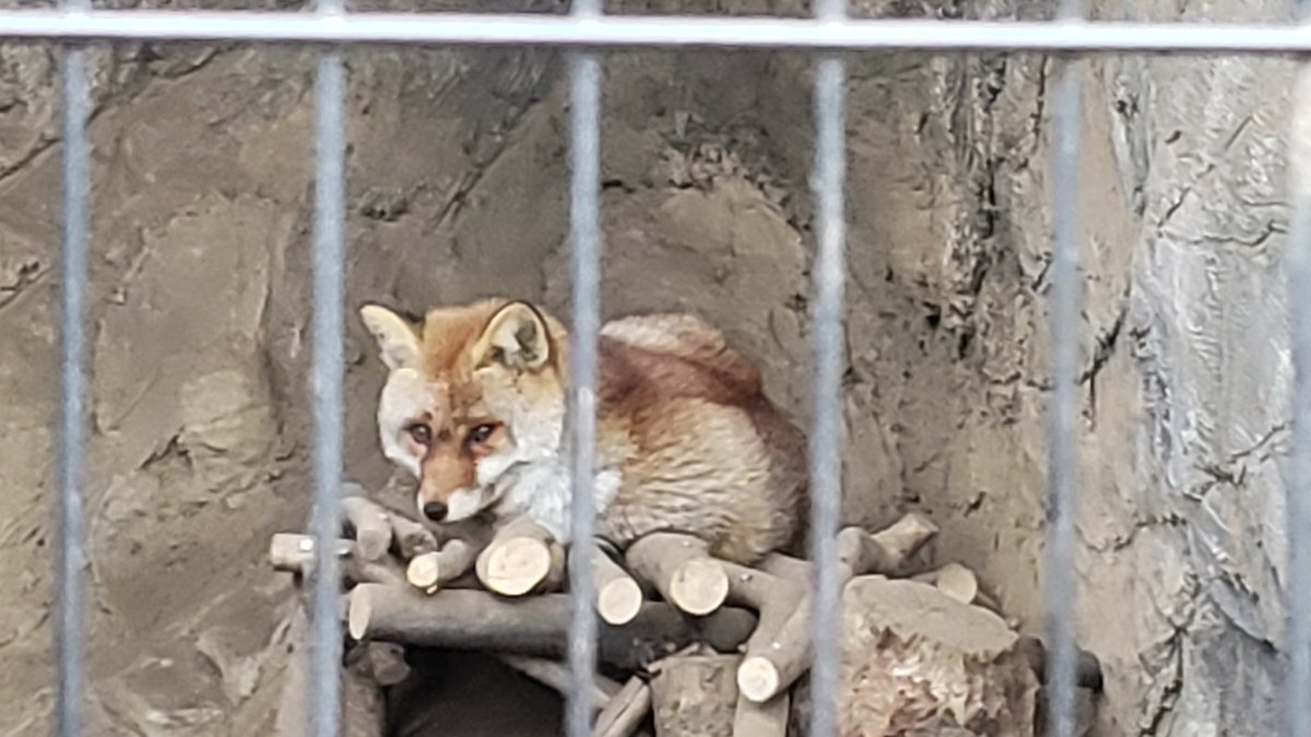 アカギツネさんはかわいいんです🦊 