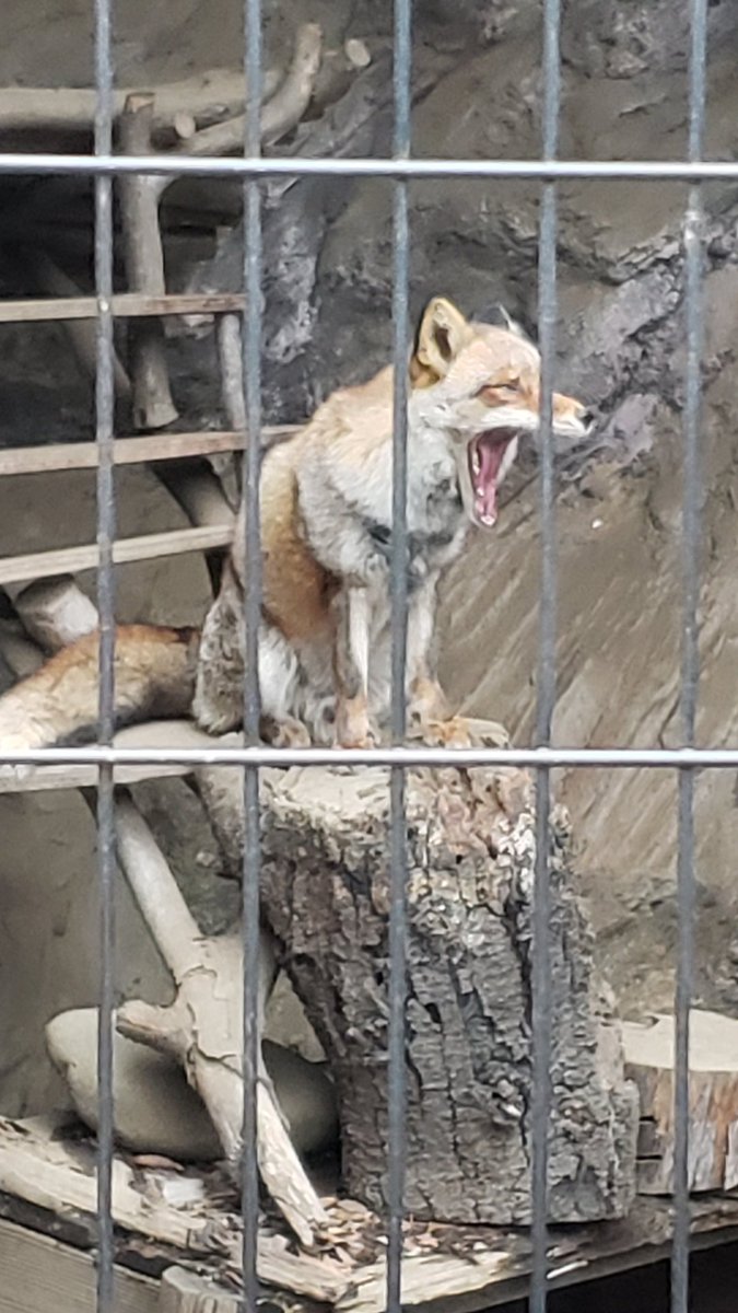 アカギツネさんはかわいいんです🦊 