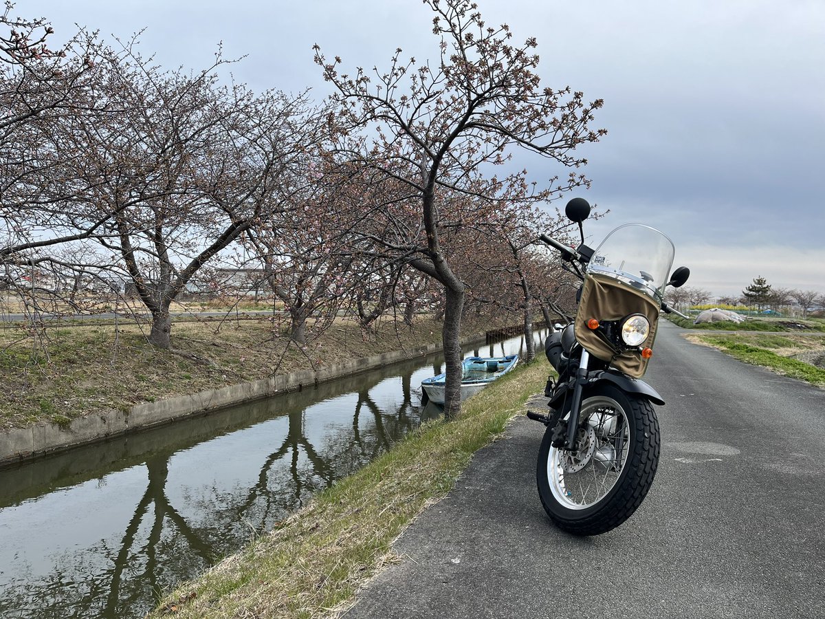 春本番！？
先週末ぜんぜんだったけど今日行ったら満開、散り始めだった。