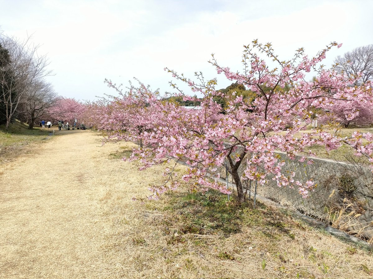 heritage_z's tweet photo. 東大山の��津桜と舘山寺の苺狩り https://t.co/QWi6ArERY3