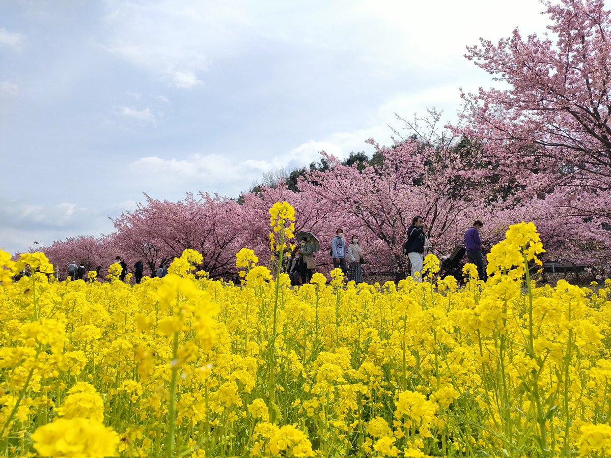 heritage_z's tweet photo. 東大山の��津桜と舘山寺の苺狩り https://t.co/QWi6ArERY3