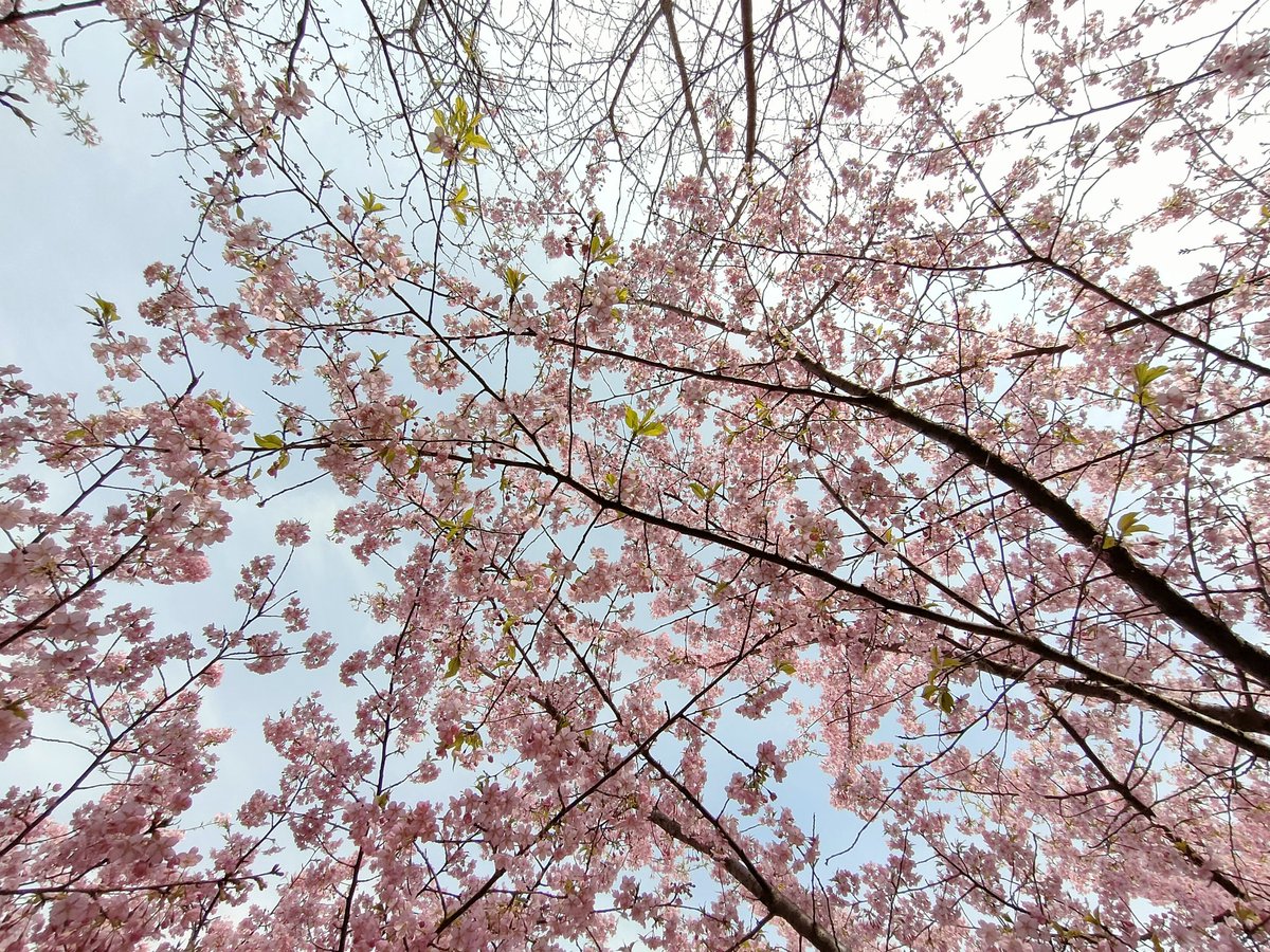 heritage_z's tweet photo. 東大山の��津桜と舘山寺の苺狩り https://t.co/QWi6ArERY3