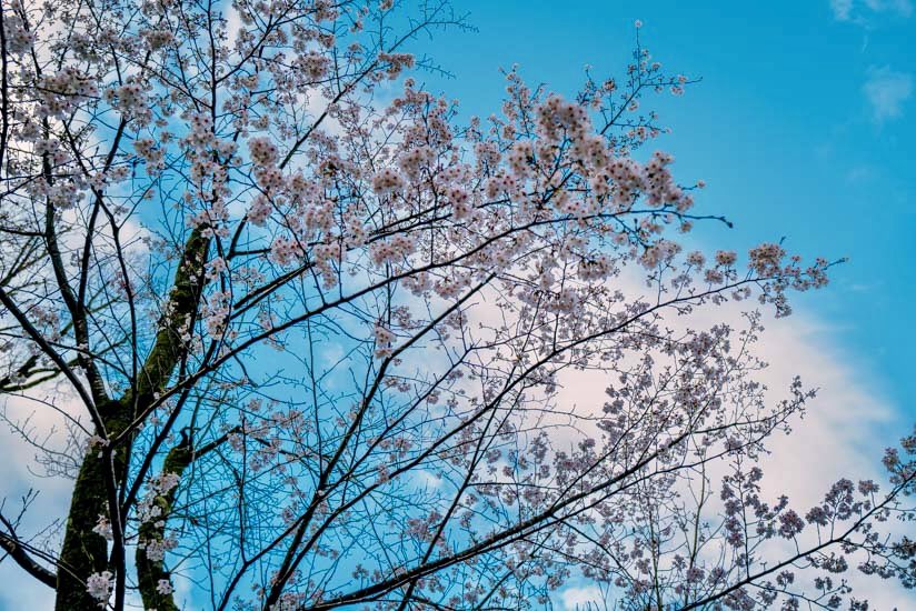 insightkyoto's tweet photo. 過去Pic【桜の季節の伏見稲荷大社】2024/4/4撮影

桜を観に、啼鳥菴(稲荷茶寮)の周辺のみ散策しました。新緑もキレイになってきました。

🔗 https://t.co/R7LjOko0nR

⛩京都フォトブログ<8か国語>
おすすめ観光スポット300ヶ所・630記事以上

#insightkyoto  #beautiful_kyoto 
#京都観光  #日本の四季  #美しい京都 
#伏見稲荷大社  #桜の季節  #啼鳥菴 
#千本鳥居