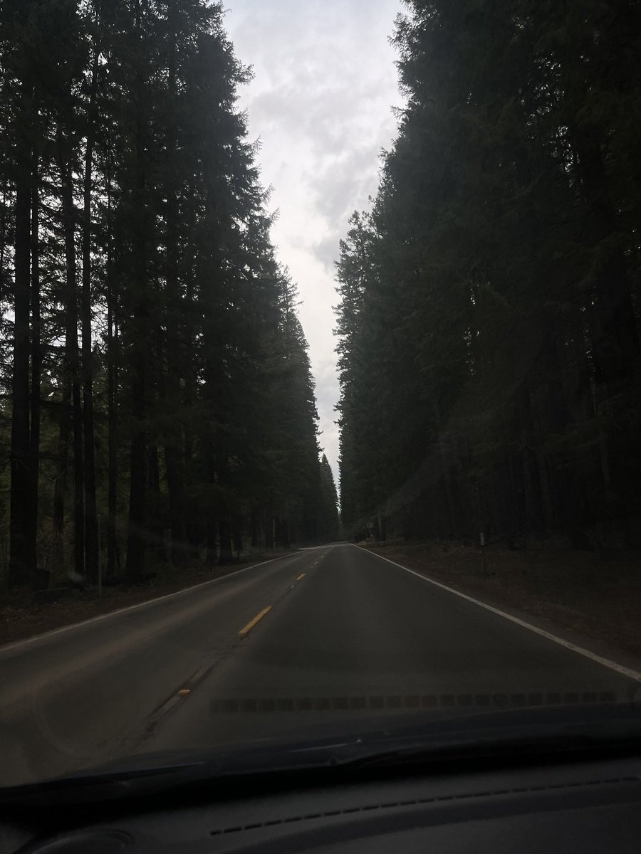 Xave090's tweet photo. March time madness 🌲📸🎶🍄. https://t.co/Dg32TnaHXR