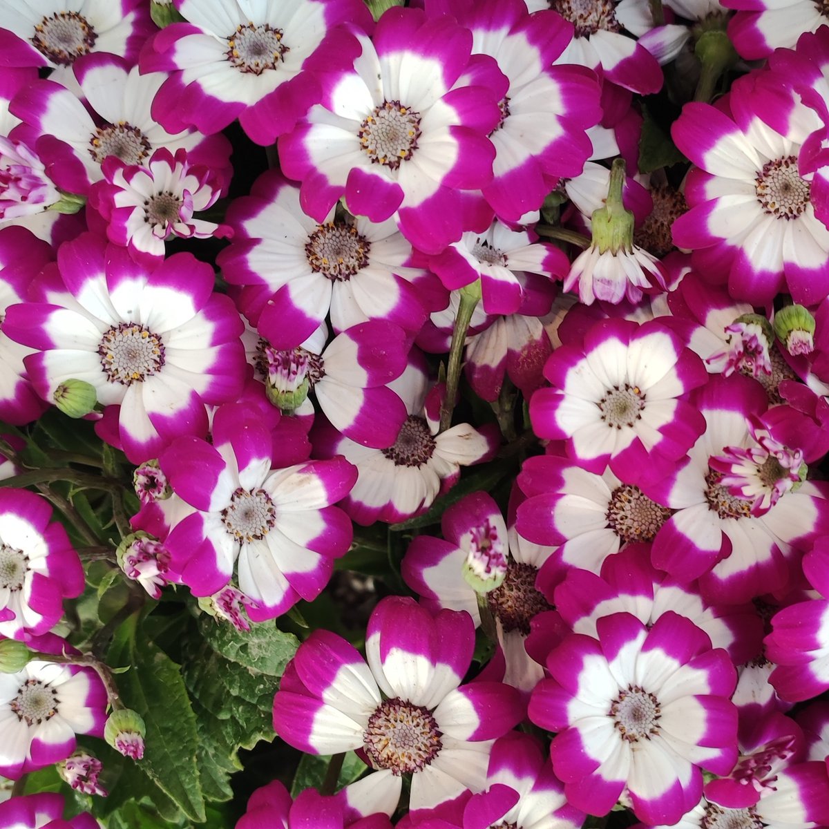 MathakAzry's tweet image. Mz, 2025
Flower collection 

#art #flower #photography #Mz