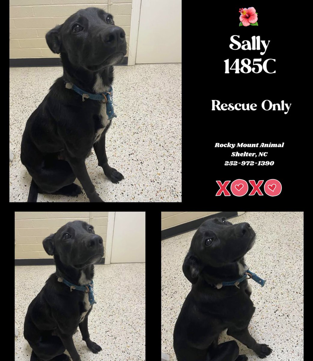 Dubs4Mutts's tweet image. 🐕‍🦺 SALLY 🌺 is looking for a rescue to help find her forever family in #RockyMount #NC 45lbs sweet girl 🥰 Affectionate, brave, curious, playful! Loves cuddles, treats and is 👍🏽 w/other🐕s #RescueOnly 🆘 Seized from owner‼️ NEEDS pledges &amp;amp; a foster 🙏🏽🏡 Help #RescueMe…