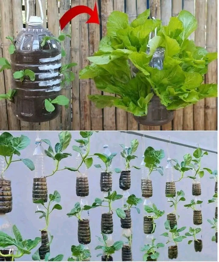 Obed_Ishimwe1's tweet photo. Benefits of Growing Vegetables at Home in Hanging Plastic Bottles
Here are the key advantages:
1. Space-Saving Solution
Utilizes Vertical Space
2. Environmentally Friendly
Recycling Plastic Bottles
3. Low Setup Cost
4. Easy Maintenance
Portable and Adjustable
#FoodForFuture https://t.co/2ly6cwpCxz