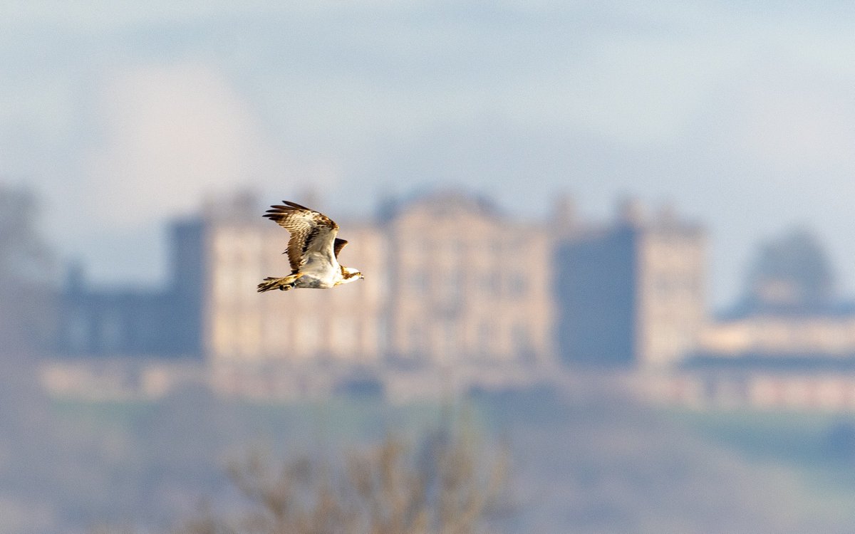 Rob O’Brien (@robgasman) on Twitter photo Early start paid off, ‘33’ gathering lots of sticks to build the nest up in Manton Bay. <a href="/rutlandospreys/">Rutland Ospreys</a> <a href="/timmackrill/">Tim Mackrill</a> Early start paid off, ‘33’ gathering lots of sticks to build the nest up in Manton Bay. <a href="/rutlandospreys/">Rutland Ospreys</a> <a href="/timmackrill/">Tim Mackrill</a>