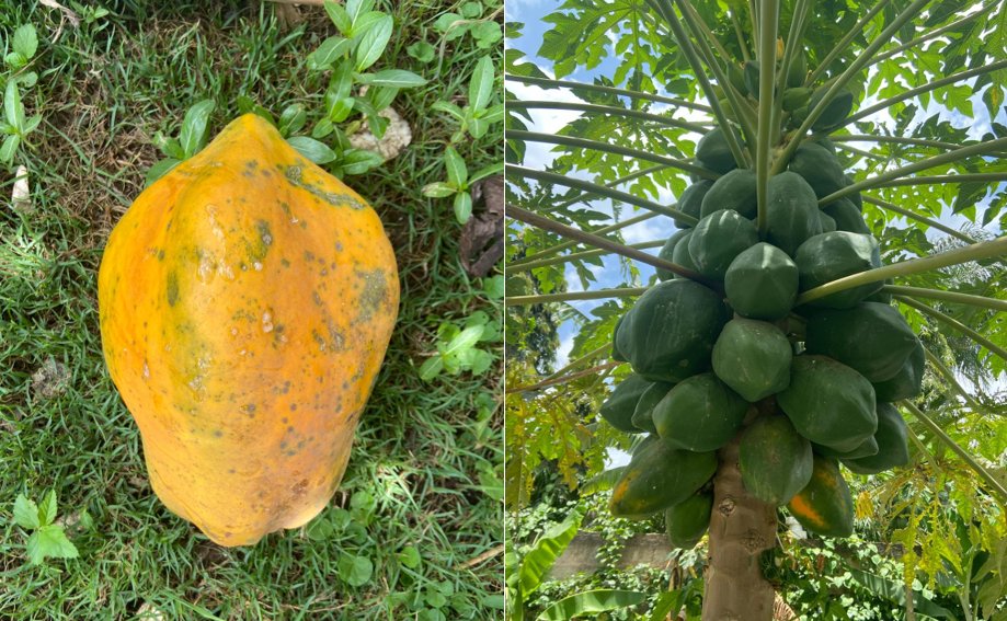 Erstmal einen frischen Papayasaft machen um die Zeit zum Mittagessen zu überbrücken! in 3 Tagen ist die nächste Papaya reif.