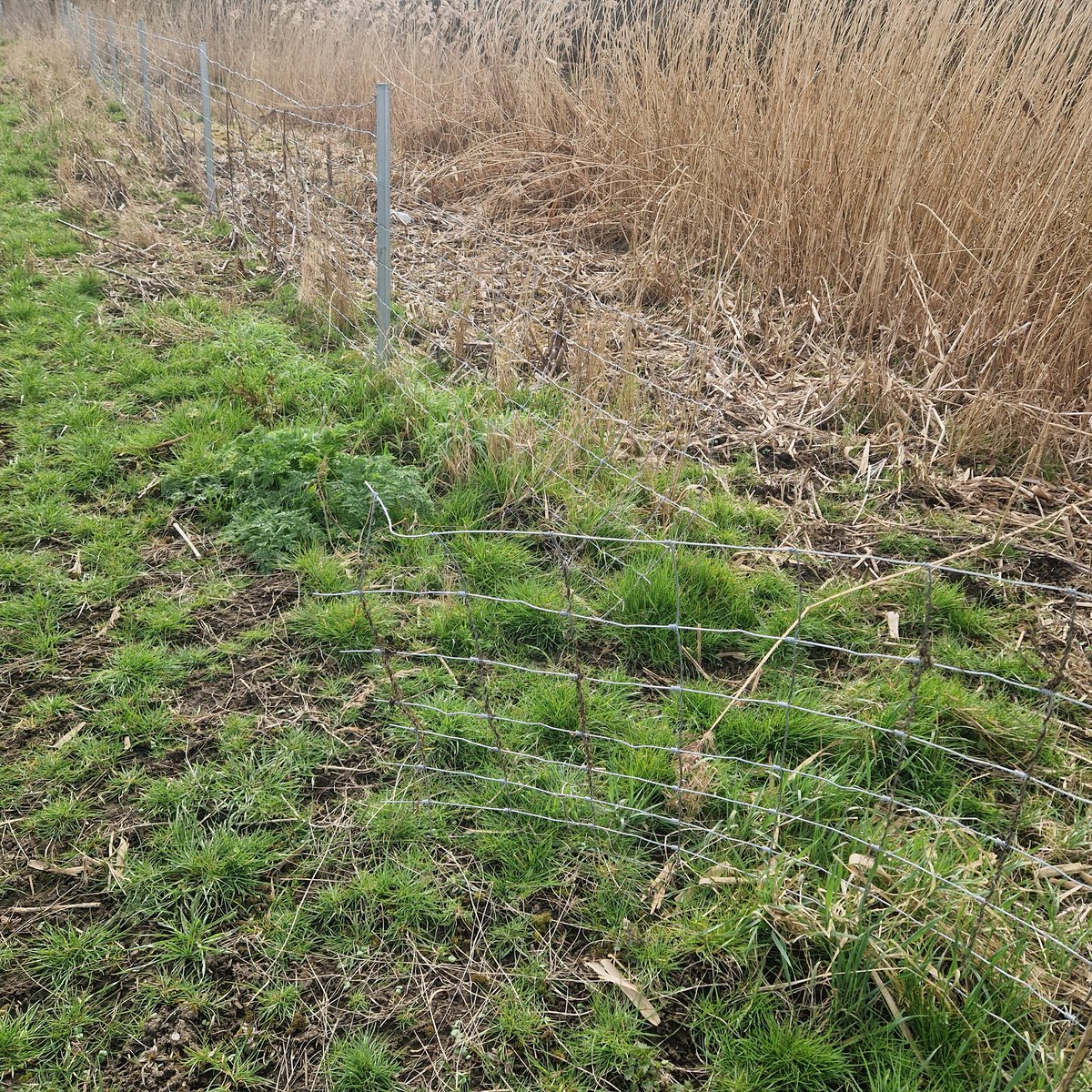 Rob Hodgkins tweet media