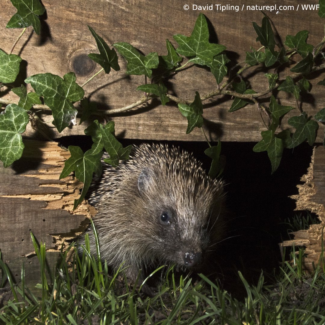 This prickly little guy would like to remind you that #EarthHour is just one week away! 🌎 ⏰

Will you be switching off with us? 

Find out how to take part and get your daily dose of nature this Earth Hour 👉 brnw.ch/21wRlAx