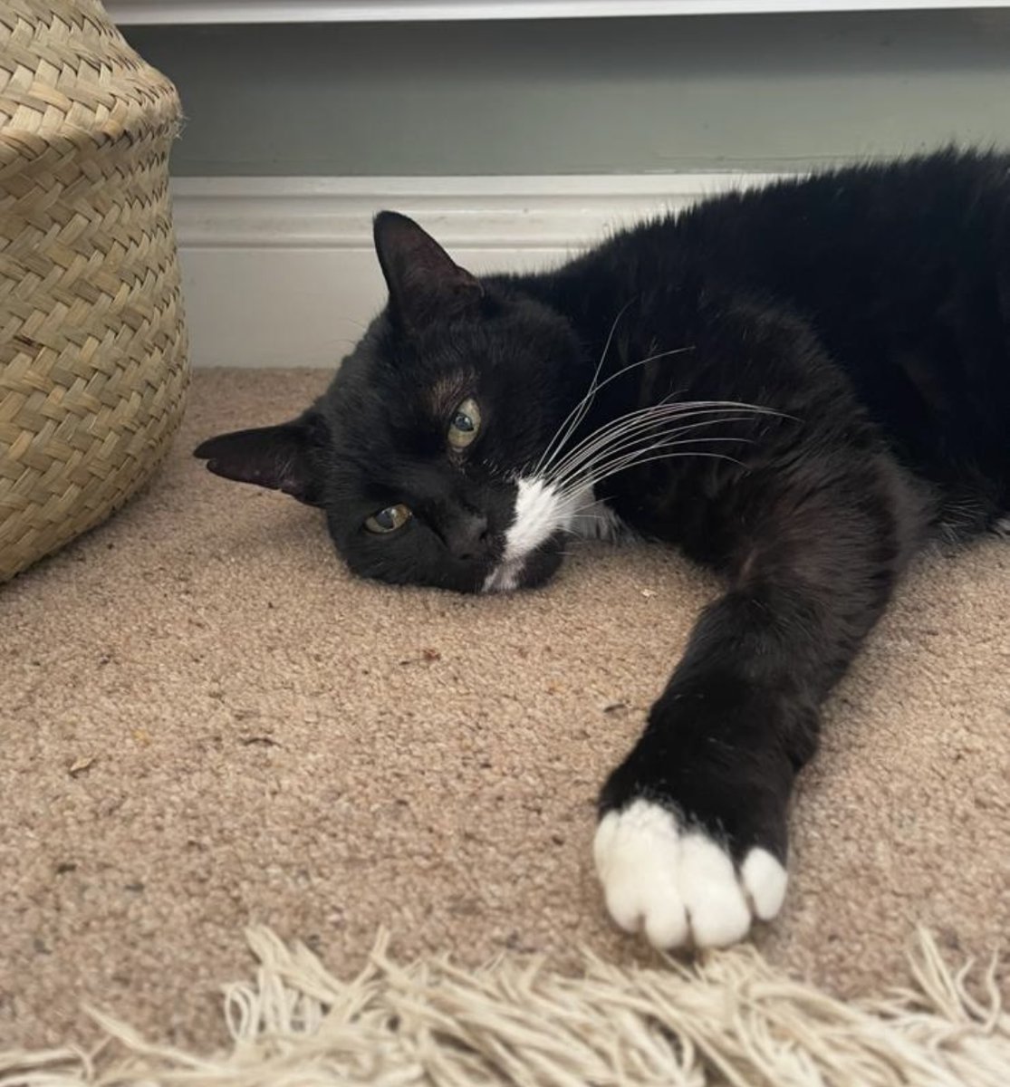 The_Blue_Cross's tweet photo. 131 days and still waiting for a home. 💔 Walter hopes his age isn't putting people off.

At 13 years old, this loyal and loving boy is looking for a quiet home to relax and retire.

Could you help encourage applications by reposting? 👉 https://t.co/g0MXbrMn5C #Caturday https://t.co/zshUuS2YEZ