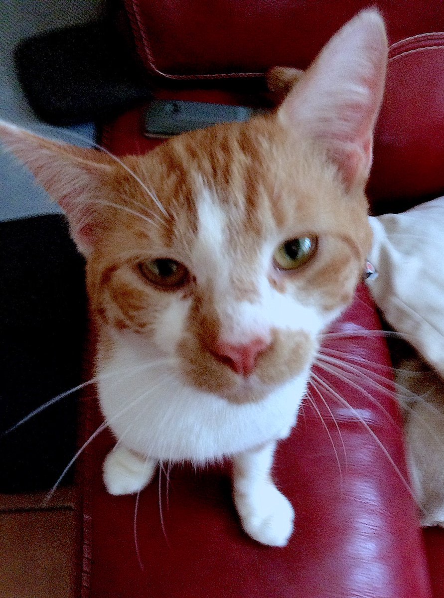 iangallacher's tweet photo. #Caturday Lenny https://t.co/sH13bUCXqr