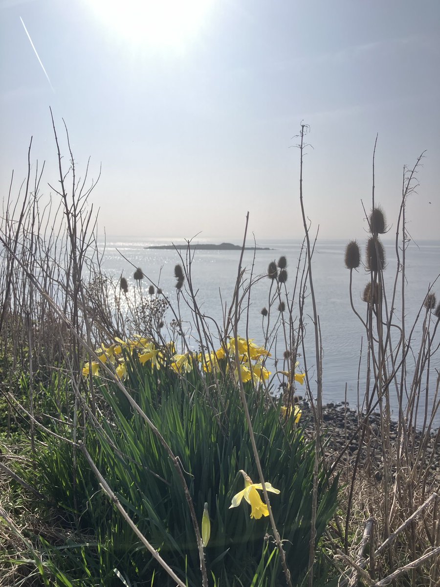 CarlCape's tweet image. Good morning and I’m delighted to say we’re back on the radio today with gardening, nature notes and some musical ones too… join us at 11am on lionheartradio.com @Lionheart_Radio @TomCadwallender #northumberland