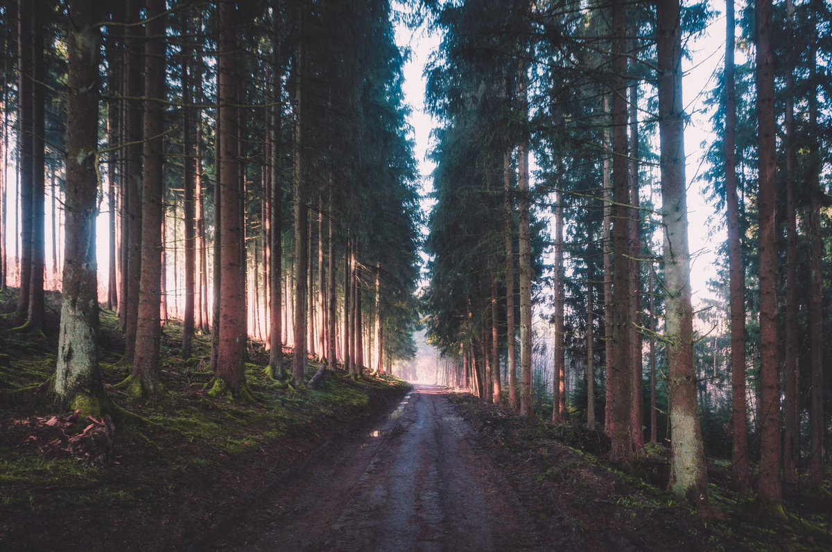 Good morning from the Woodlands in Germany. Have a great weekend everyone.   

(Shot with a Nikon D5 + 35mm 1.4 Nikkor)

#nikoncreators #photooftheday #photography #Untergang #Yuki #Norwegen #Aiwanger #Grundgesetz #Bundestag #Klimaschutz