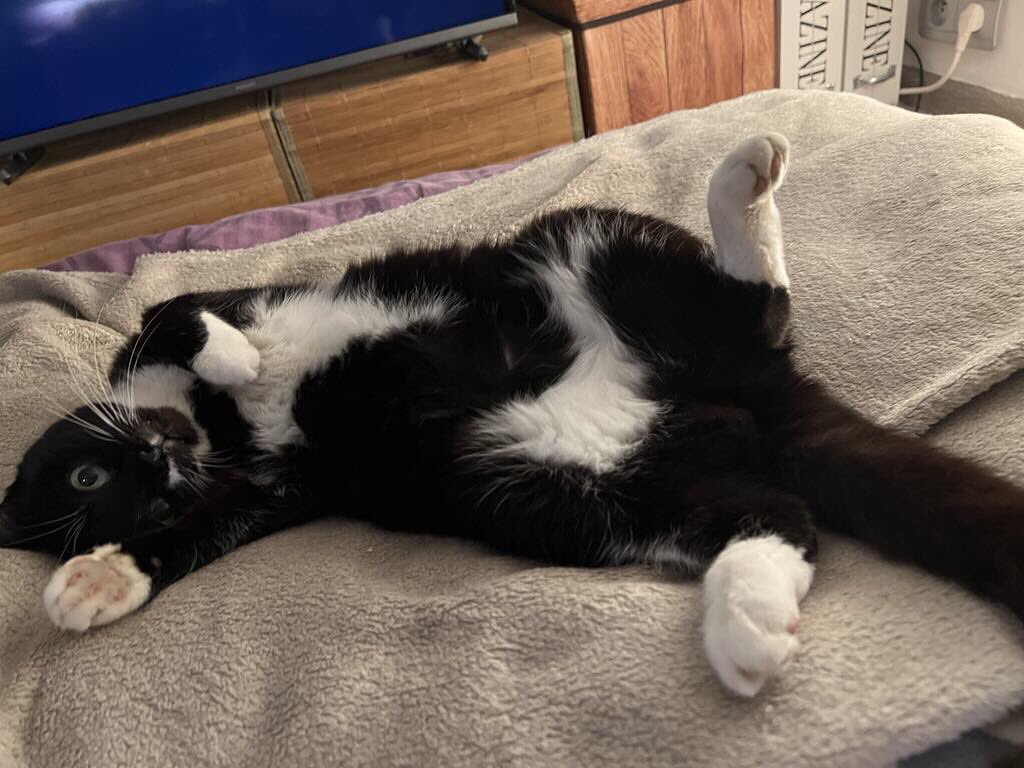 Enjoying my #Caturday 🐾😻🐾 - signed Elsie