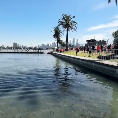 eman_murra's tweet photo. 📸By Me !! ..Al dì fuori da tutto...#MelbourneGP #MelbourneF1 #F1 #McLaren #Ferrari #Mercedes #RedBull #Williams #AstonMartin #Amicispoiler https://t.co/EFZF3e65zM