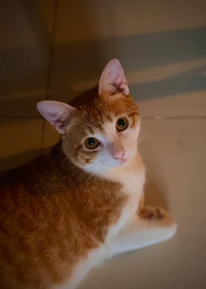 litolpwince's tweet photo. 031525 [BUBBLE UPDATE: RUKO]

🐱🐱

#6ENSE #6ENSE_RUKO #RUKO_6ENSE #PPOP #RUKat https://t.co/Wo3gLpxORi