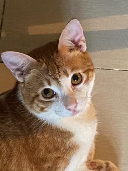 litolpwince's tweet photo. 031525 [BUBBLE UPDATE: RUKO]

🐱🐱

#6ENSE #6ENSE_RUKO #RUKO_6ENSE #PPOP #RUKat https://t.co/Wo3gLpxORi