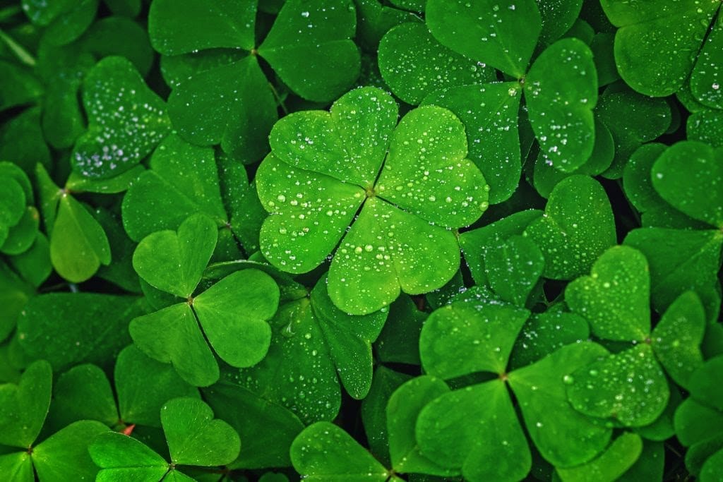 <a href="/eatinerni/">Eatinerni</a> Corned Beef and Cabbage for Saint Patrick's Day