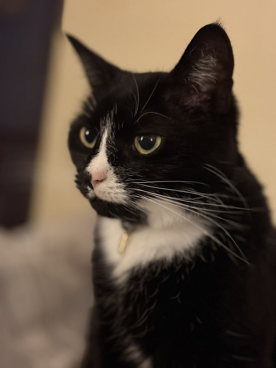 TimCootes's tweet photo. Happy Caturday 🐈‍⬛
#Caturday #cat #CatsOfX 
@RolfatWarwick @TreasuryMog @SimonsCat https://t.co/O2HEtIp8il