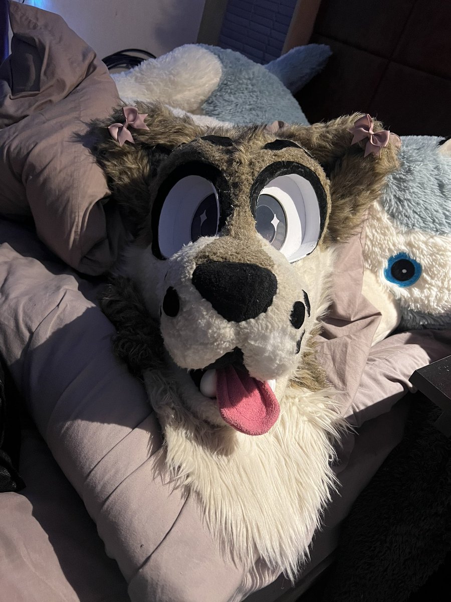 Fursuit upgrades* 
Some teeth.
Had a shave ready for the weekend LondonFurs, Barkade &amp; Further South on Sunday.