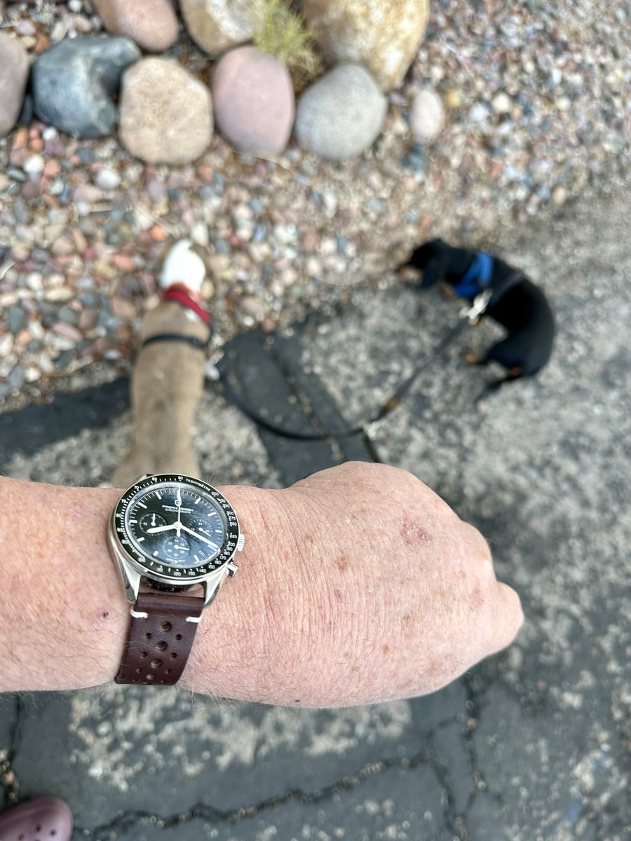 PWoodford's tweet photo. The Ides of March bring a change in the weather. #dachshundsoftwitter #bigseiko https://t.co/XRwyr4tK3h