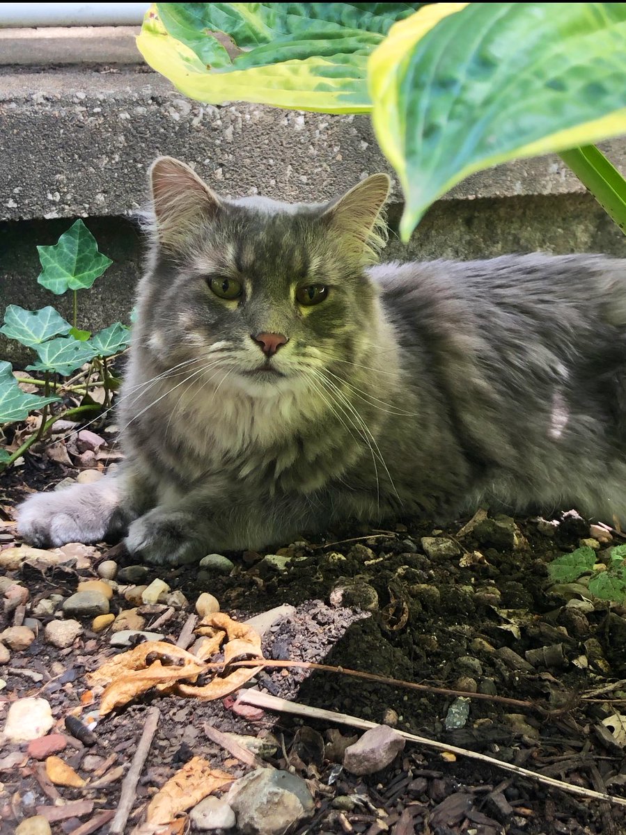 It is with great sadness to announce the passing of our beautiful, curious, lovable, sometimes creepy, and cuddly WiFi.  🌈 While his passing was sudden and very hard to endure, his memories and antics will comfort us as we say goodbye. Thank you X family for being apart of WiFi.