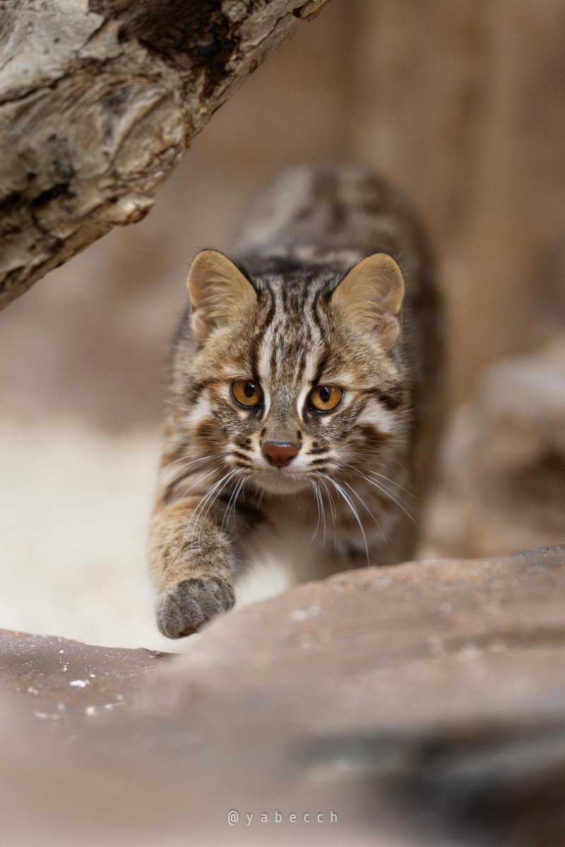 yabecch's tweet image. とっとこあるくよ！
(2025.02.22)
#那須どうぶつ王国 
#nasuanimalkingdom 
#ツシマヤマネコ 
#TsushimaLeopardCat 
#かりお