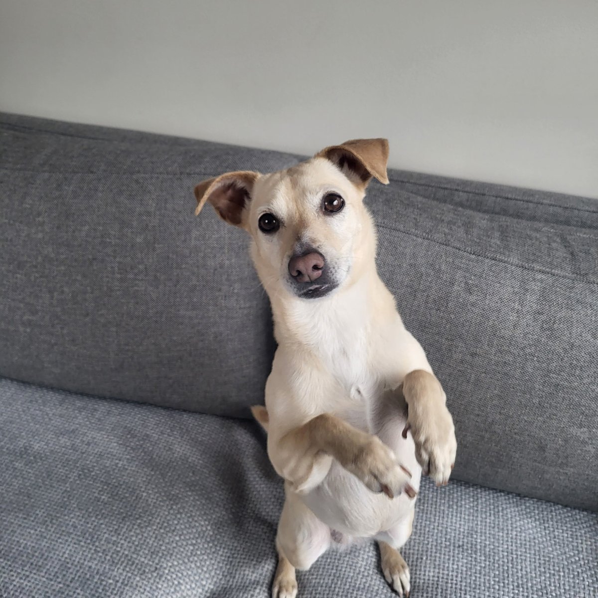 Hi pals!! 👋 Sorry we haven't been on the tweetie 🐦 in a while. 🐾 I just wanted to say hi!! 🐶 We know it's been a while but we're still here!! 💜🫶 #dogsofx #dogsoftwitter #dogsarefamily