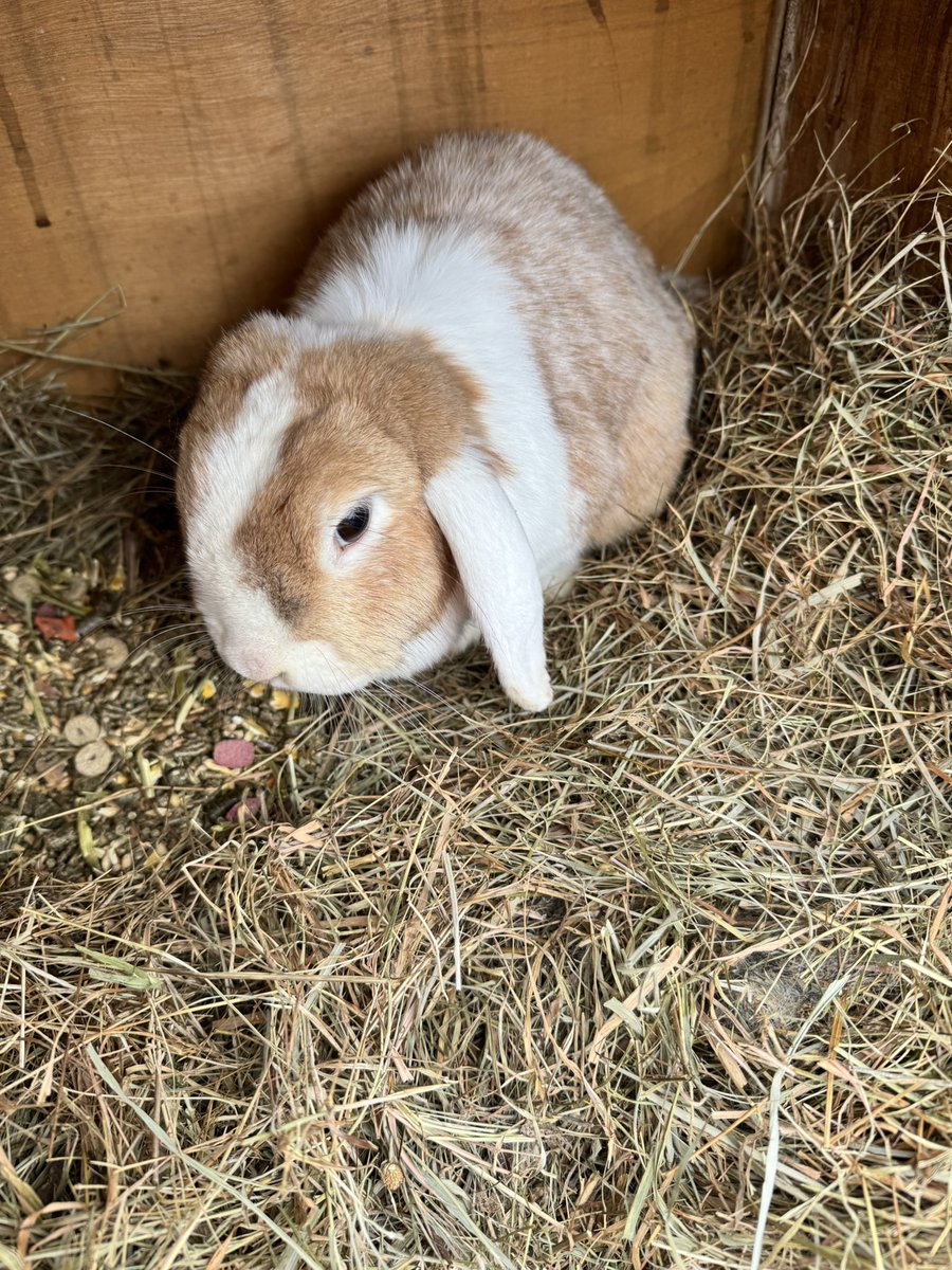 𝗗𝗮𝗺𝗲 𝗣𝗶𝗻𝗽𝗶𝗻 🐰 tweet media