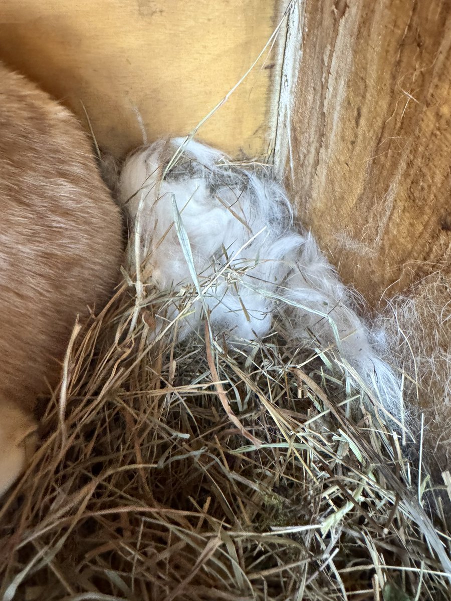 𝗗𝗮𝗺𝗲 𝗣𝗶𝗻𝗽𝗶𝗻 🐰 tweet media