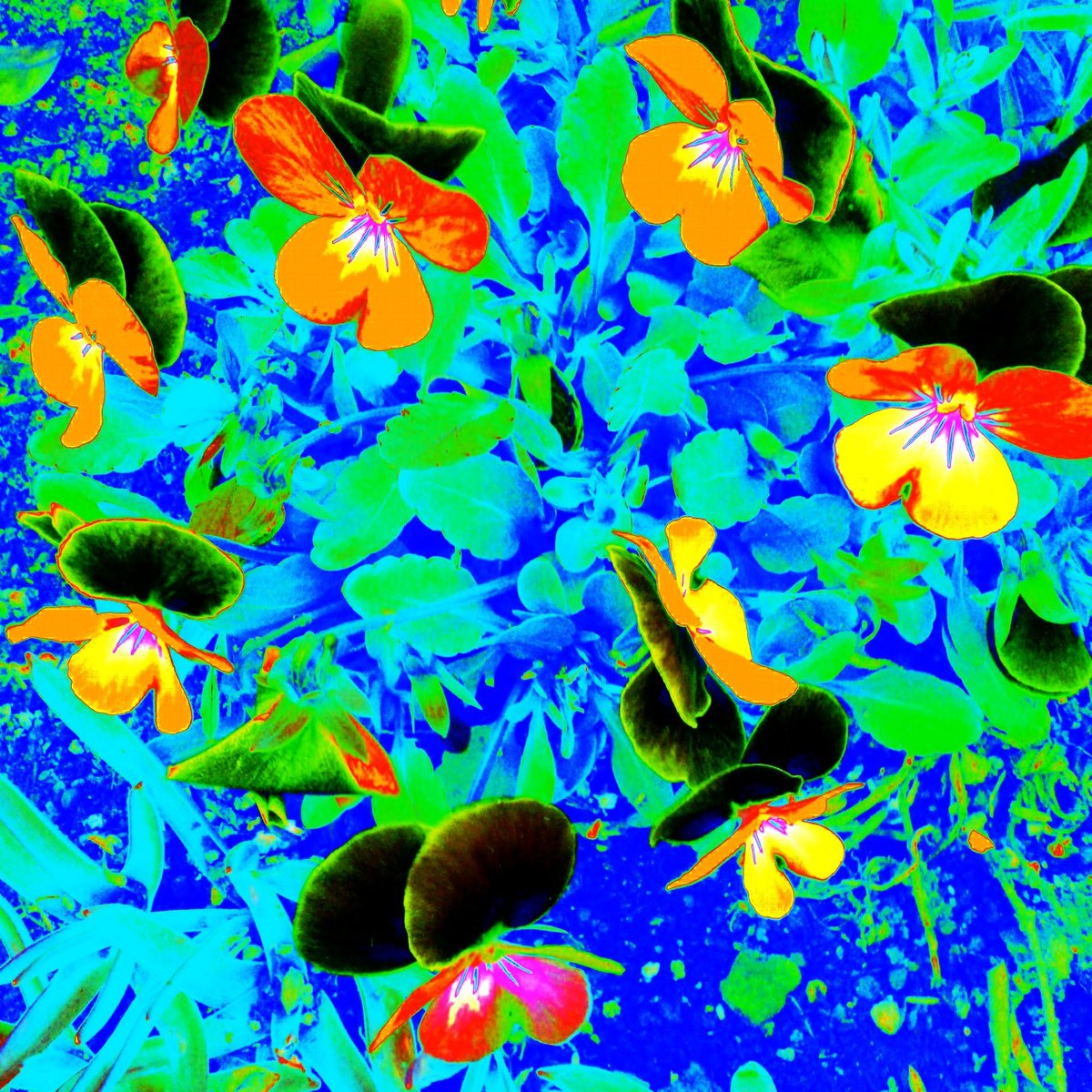 tmokaz2's tweet photo. Pansy #7
【NFT On sale】
Until Mar 22, 2025 23:59
- Sales page and price (Fixed) 12,000 yen
https://t.co/NXGWxYzOcj
(Credit & Crypto Payment Available)
@HEXANFT @HEXANFTWORLD
#HEXANFT #HEXANFTWORLD #nft #sale
#pansy #flower #memories #merriment #thinkofme https://t.co/qvUzrXXzOh