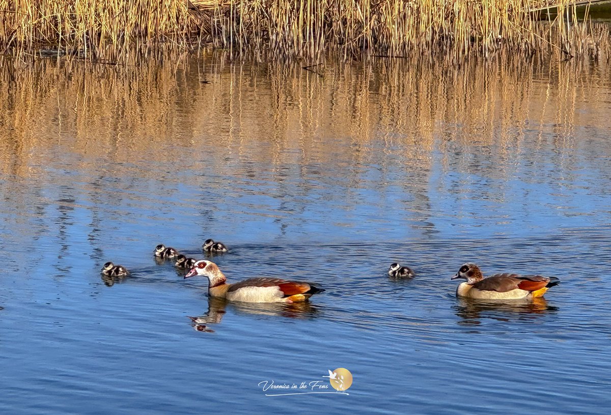 VeronicaJoPo's tweet photo. First goslings of the spring, just seen these Egyptian Geese in Ely Country Park, Cambridgeshire
Didn’t have my camera so took this with my phone.
#wildlife #egyptiongeese #goslings #springsigns #signofspring https://t.co/yfXbCA31y7