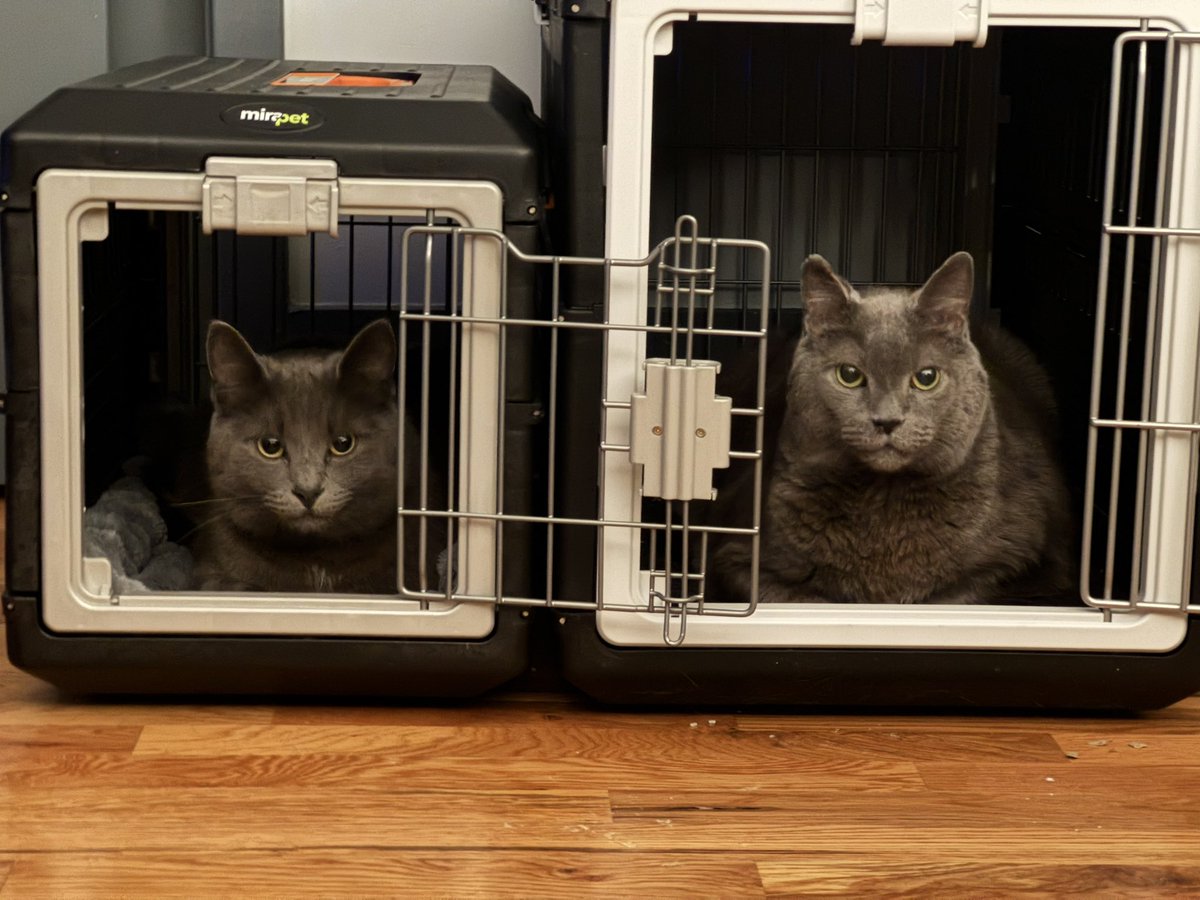 Evanosaurus “Unrawrl Engine 5.7” Rex tweet media