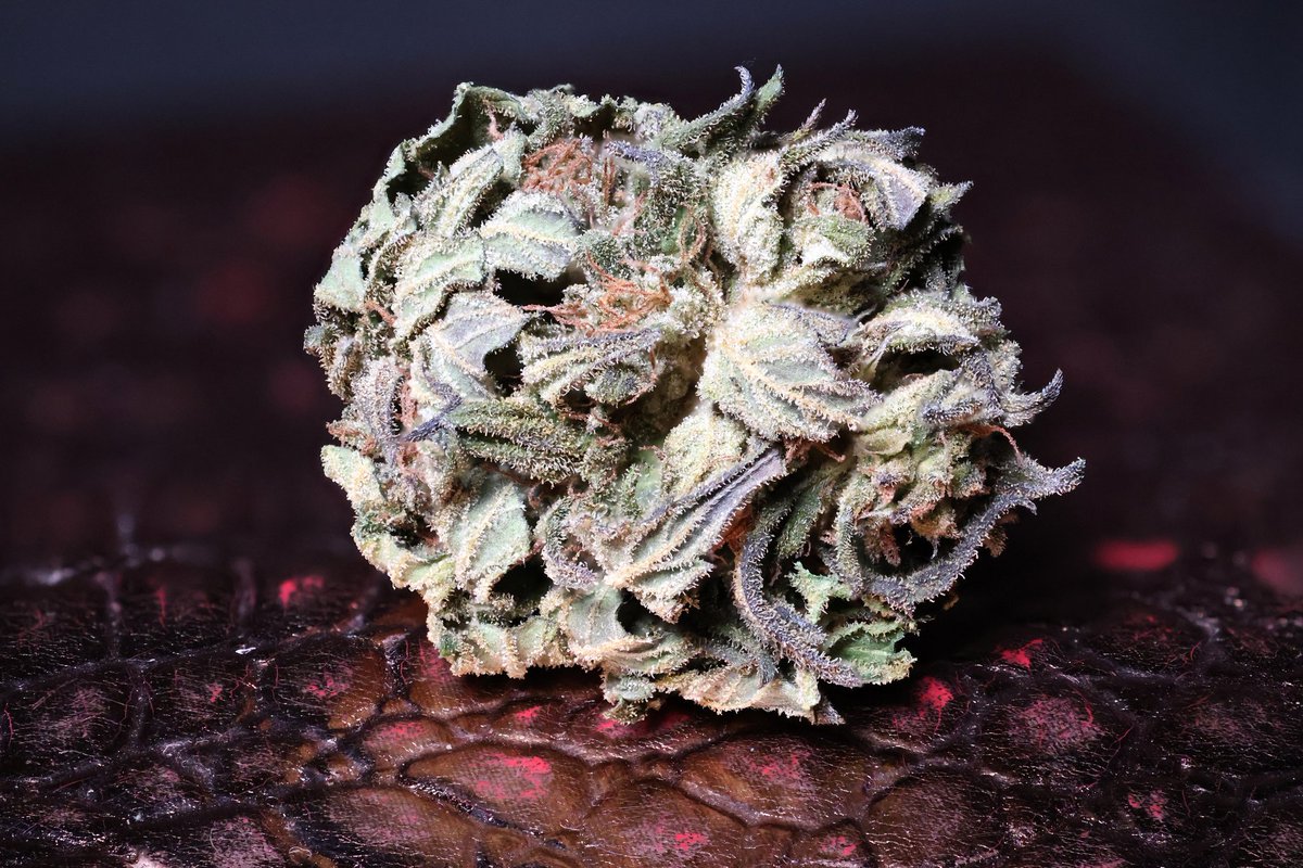 Pineapple Express sitting on her thrown. #pineappleexpress #34streetseedco #cannaculture #plantsaremedicine #highsociety #cannabiscommunity #weedlife #indica #outdoorgrow #green #ontario #growbigcanada #homegrownweed #champion