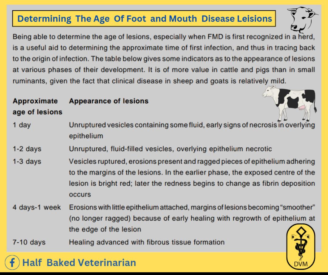 📑 Determine the age of FMD lesions by gross appearance 🩺