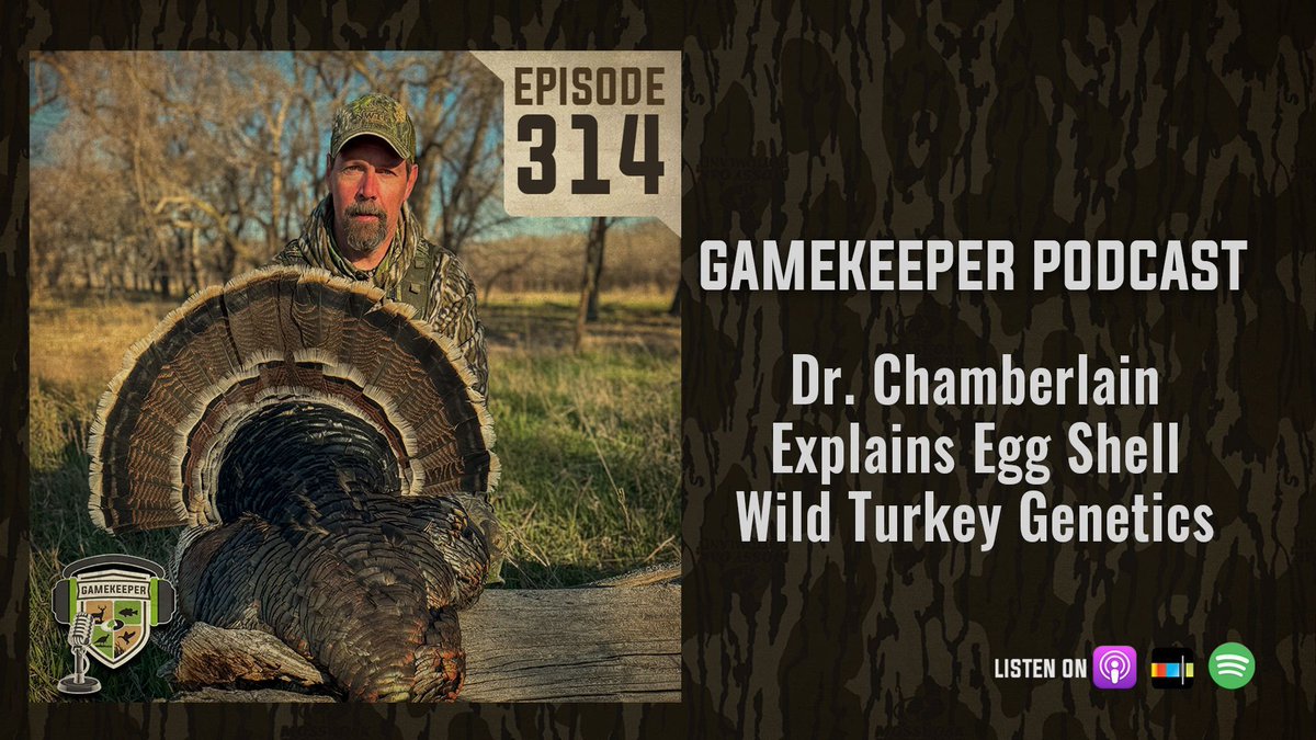 Mike joined @mogamekeepers and discuss his latest research and projects around our beloved wild turkey. We try to stay abreast of Mikes turkey focused research. Our group was fascinated to hear about the egg shell genetics study and... wildturkeylab.com/ep314-dr-chamb…