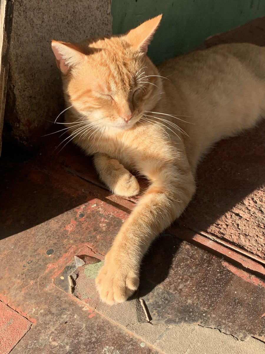 ElizabethR412's tweet photo. Brandon Lee mi gatito 🐈 naranja 9/Mayo/2023->14/Marzo/2025.

Hoy se tomo una dura decisión y mi gatito 🐈 partió de este mundo 💔😿🕊️ tenía 2 enfermedades que no tenían cura y siento un enorme vacío y tristeza😿

Te ame te adoré con toda mi alma y corazón descansa angelito💔🕊️😿 https://t.co/xIAM3U9POX