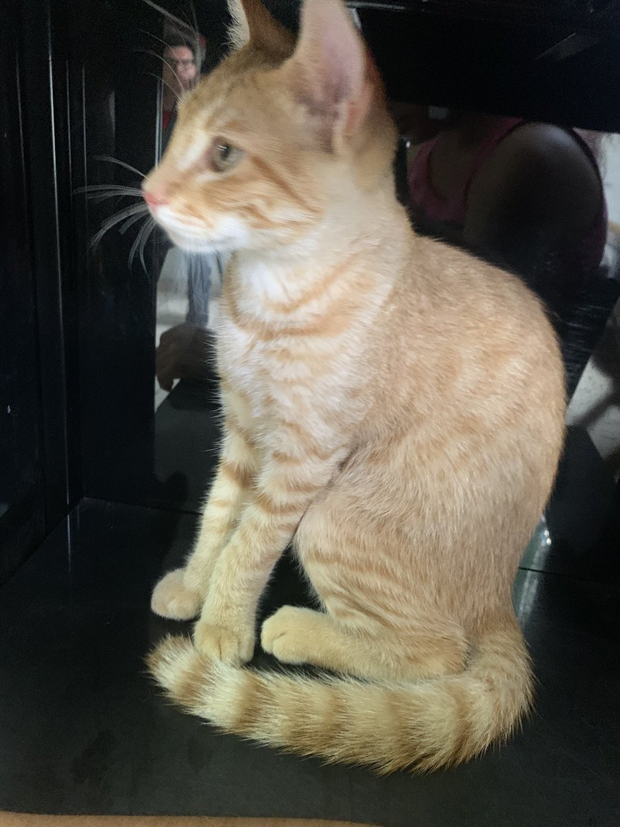 ElizabethR412's tweet photo. Brandon Lee mi gatito 🐈 naranja 9/Mayo/2023->14/Marzo/2025.

Hoy se tomo una dura decisión y mi gatito 🐈 partió de este mundo 💔😿🕊️ tenía 2 enfermedades que no tenían cura y siento un enorme vacío y tristeza😿

Te ame te adoré con toda mi alma y corazón descansa angelito💔🕊️😿 https://t.co/xIAM3U9POX