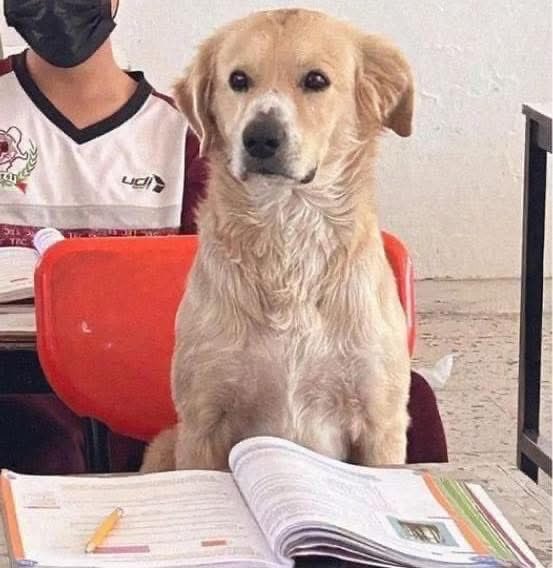 Perrito va a clases para acompañar a su dueño 🇲🇽 

La maestra fue quien compartió una foto de “Nacho” en uno de los pupitres, con un libro frente a él, y aunque pudo dejarlo afuera del salón, decidió empatizar con él y permitirle pasar. 

"Hoy tuve un alumno muy perrón se llama