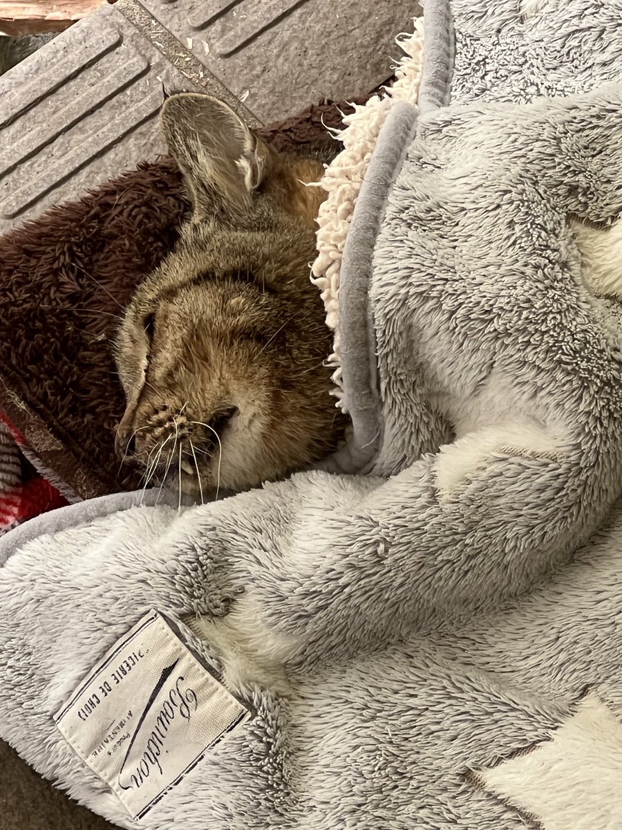 rottawan's tweet photo. いつも間にかいた
まにかちゃん
ごめんね https://t.co/pBWPb00jri