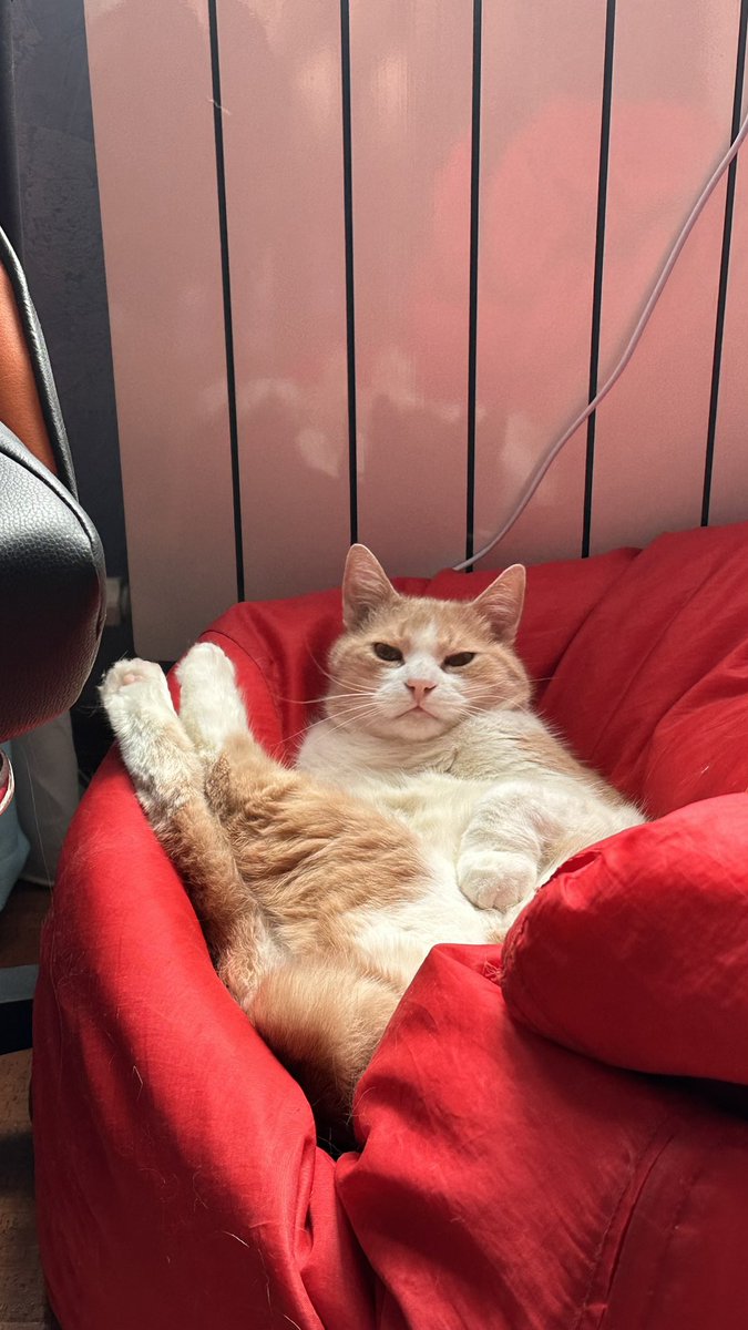 Вы встретили грациозного Зомбишку
Ваша изящность повышается