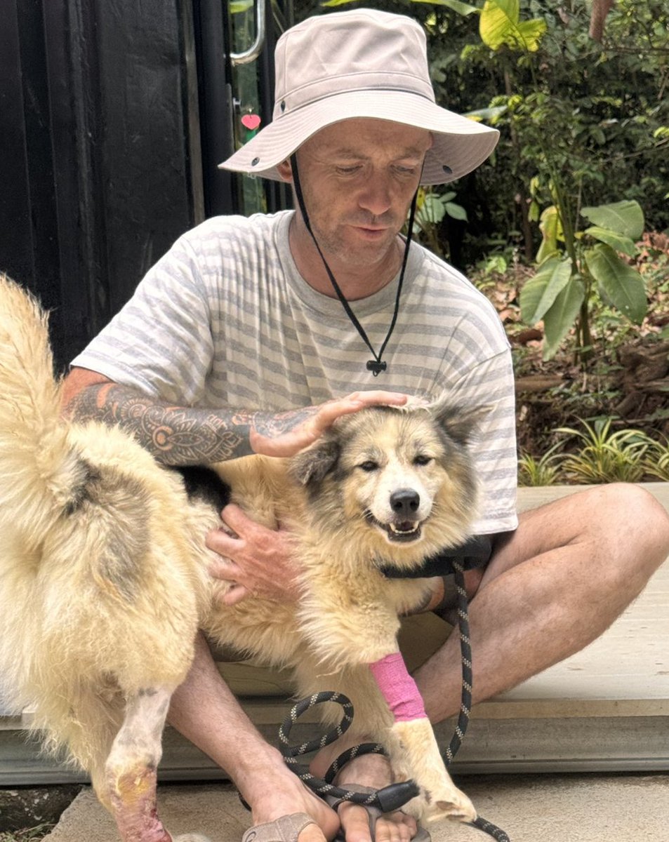 best dog content tweet media