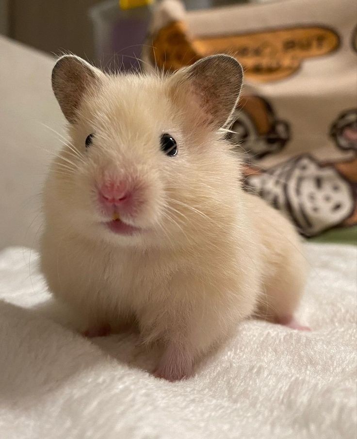 Tweets Of Hamster (@tweetsofhamster) on Twitter photo 